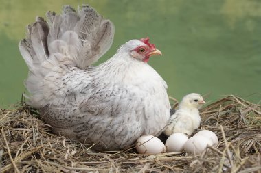 Yetişkin bir tavuk yumurtadan yeni çıkmış yavrularını yırtıcılardan koruyor. Genellikle insanlar tarafından tüketilen bu kümes hayvanlarının bilimsel adı Gallus gallus domesticus 'tur..