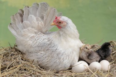Yetişkin bir tavuk yumurtadan yeni çıkmış yavrularını yırtıcılardan koruyor. Genellikle insanlar tarafından tüketilen bu kümes hayvanlarının bilimsel adı Gallus gallus domesticus 'tur..