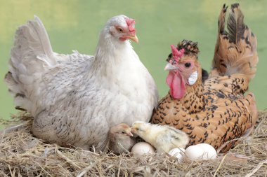 Bir horoz ve bir tavuk yuvadaki yumurtadan yeni çıkmış yavrularını yırtıcılardan koruyor. Eti için yetiştirilen hayvanların bilimsel adı Gallus gallus domesticus 'tur..