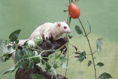 Dişi bir albino şeker planörü olgun bir domatesi ağaçta yiyor. Bu keseli memelinin bilimsel adı Petaurus Breviceps..