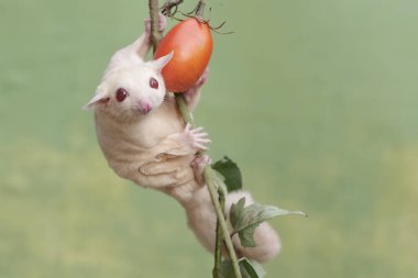 Dişi bir albino şeker planörü olgun bir domatesi ağaçta yiyor. Bu keseli memelinin bilimsel adı Petaurus Breviceps..