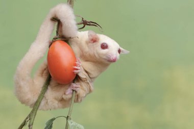 Dişi bir albino şeker planörü olgun bir domatesi ağaçta yiyor. Bu keseli memelinin bilimsel adı Petaurus Breviceps..