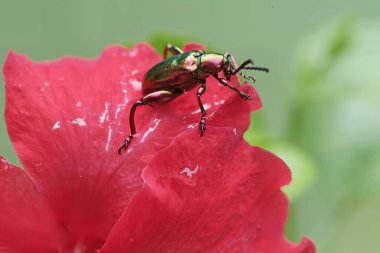 Bir kurbağa bacağı böceği amber çiçeği üzerinde yiyecek arıyor. Gökkuşağı renkleri gibi bu güzel renkli böceklerin bilimsel adı Sagra sp.