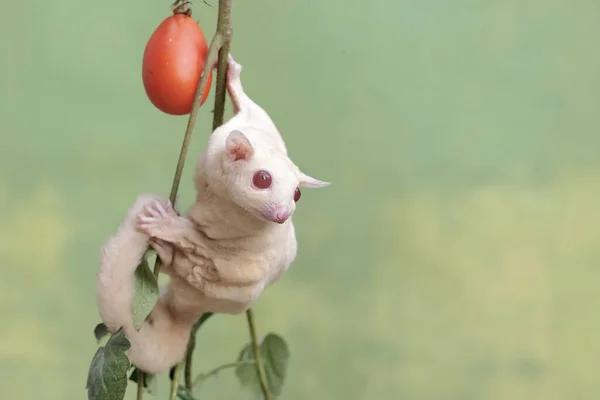 stock image A female albino sugar glider is eating a ripe tomato on a tree. This marsupial mammal has the scientific name Petaurus breviceps.