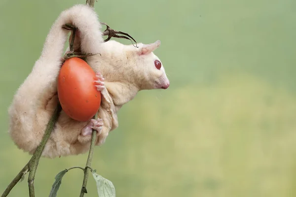 stock image A female albino sugar glider is eating a ripe tomato on a tree. This marsupial mammal has the scientific name Petaurus breviceps.