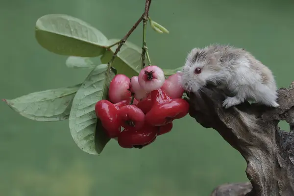 A Campbell dwarf hamster is eating a ripe water apple on a tree. This small animal has the scientific name Phodopus campbelli.