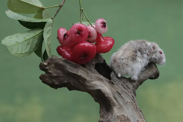 一只坎贝尔矮仓鼠正在树上吃一个成熟的水苹果 这种小动物的学名是Phodopus Campbelli — 图库照片