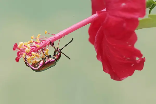 A frog leg beetle is looking for food on a hibiscus sp flower. These beautiful colored insects like rainbow colors have the scientific name Sagra sp.