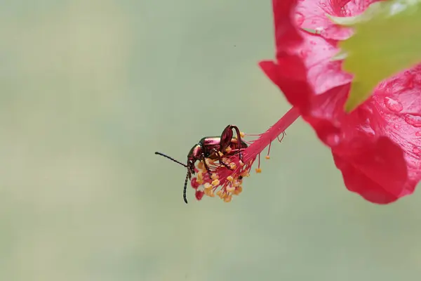 개구리 딱정벌레는 히비스커스 음식을 찾고있다 무지개 아름다운 착색한 곤충에는 과학적인 — 스톡 사진