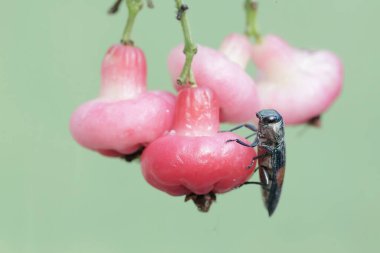 Mücevher böceği bir su elması yiyor. Bu güzel böceğin bilimsel adı Strigoptera bimaculata.