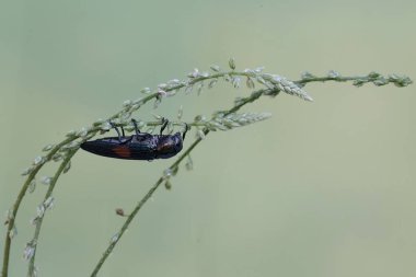 Mücevher böceği yabani çimen çiçekleri yiyor. Bu güzel böceğin bilimsel adı Strigoptera bimaculata.