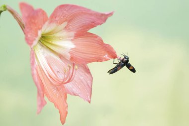 Mücevher böceği çiçek açmış bir papatya çiçeğini yiyor. Bu güzel böceğin bilimsel adı Strigoptera bimaculata.