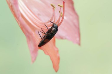 Mücevher böceği çiçek açmış bir papatya çiçeğini yiyor. Bu güzel böceğin bilimsel adı Strigoptera bimaculata.