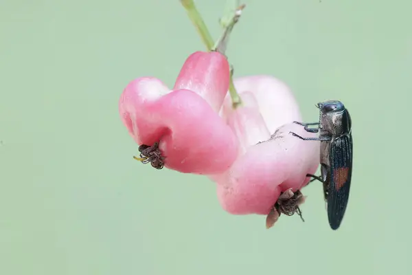 Ein Edelsteinkäfer Frisst Einen Wasserapfel Dieses Schöne Insekt Trägt Den — Stockfoto