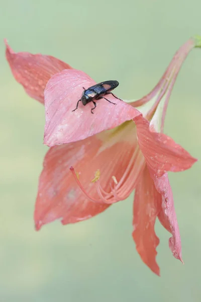 딱정벌레는 완전히 Amaryllis 먹고있다 아름다운 곤충에는 과학적인 Strigoptera Bimaculata가 있습니다 — 스톡 사진