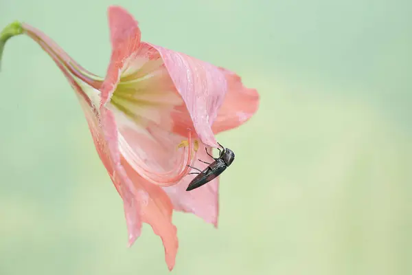 딱정벌레는 완전히 Amaryllis 먹고있다 아름다운 곤충에는 과학적인 Strigoptera Bimaculata가 있습니다 — 스톡 사진