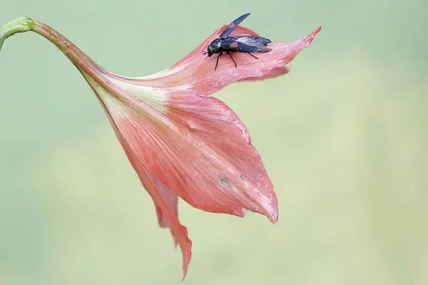 Escarabajo Joya Está Comiendo Una Flor Amarilis Plena Floración Este —  Fotos de Stock