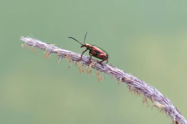 Bir kurbağa bacağı böceği yabani bir çimen çiçeğinin üzerinde yiyecek arıyor. Gökkuşağı renkleri gibi bu güzel renkli böceklerin bilimsel adı Sagra sp.
