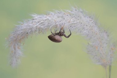 Araneus ventricosus türünün bir örümceği vahşi bir çimen çiçeğinde avlanıyor..