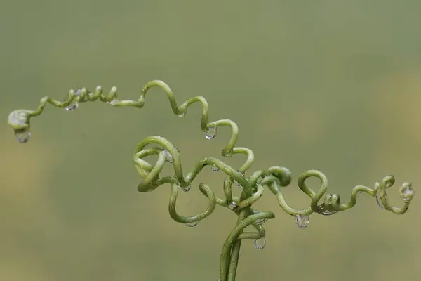 The beauty of wild plant tendrils filled with dews in the morning.