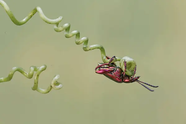 Escarabajo Pata Rana Está Buscando Comida Los Zarcillos Una Vid —  Fotos de Stock