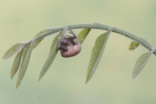 Une Araignée Espèce Araneus Ventricosus Chasse Les Proies Dans Les — Photo
