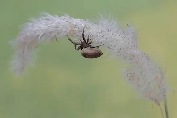 Une Araignée Espèce Araneus Ventricosus Chasse Ses Proies Dans Une — Photo