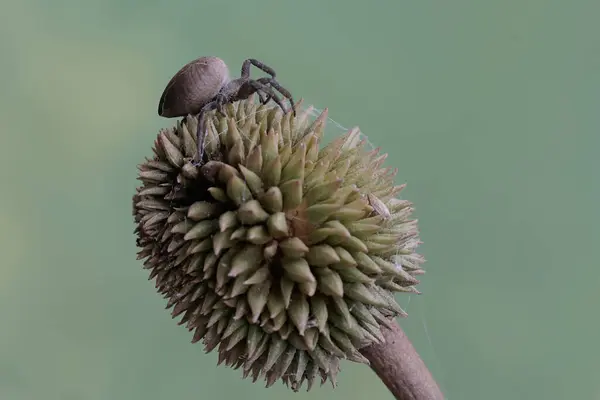Pavouk Druhu Araneus Ventricosus Loví Kořist Duriánském Ovoci — Stock fotografie