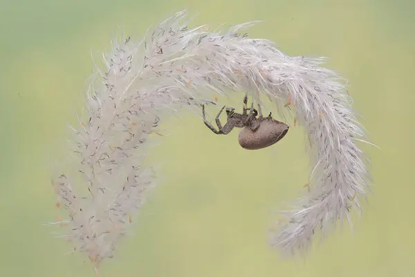 Μια Αράχνη Του Είδους Araneus Colomosus Κυνηγά Θήραμα Ένα Αγριόχορτο — Φωτογραφία Αρχείου