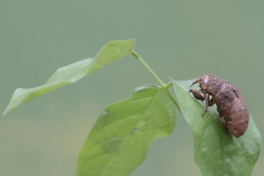 Bir ağustos böceğinin deri dökme işleminden geriye kalan deri yapraklara yapışmış. Bu böceğin bilimsel adı Tanna japonensis.