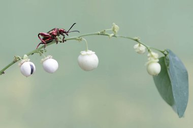 Bir kurbağa bacağı böceği yabani bitkilerin meyve kümelerinde yiyecek arıyor. Gökkuşağı renkleri gibi bu güzel renkli böceklerin bilimsel adı Sagra sp.