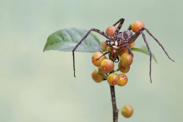 A huntsman spider is hunting for prey on the branches of a ficus tree filled with fruits.