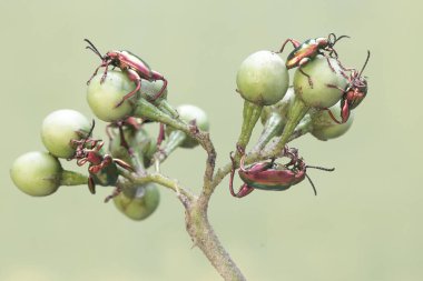 Bir grup kurbağa bacağı böceği yabani bitki meyveleri topluyor. Gökkuşağı renkleri gibi bu güzel renkli böceklerin bilimsel adı Sagra sp.