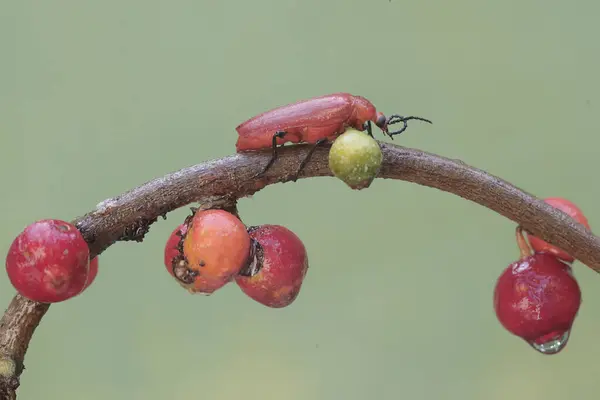 Rudovlasý Kardinální Brouk Ovoce Křoví Tento Krásný Barevný Hmyz Vědecké — Stock fotografie