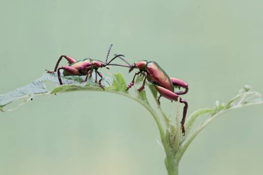 İki kurbağa bacağı böceği ıspanak yaprağı yiyor. Gökkuşağı renkleri gibi bu güzel renkli böceklerin bilimsel adı Sagra sp.