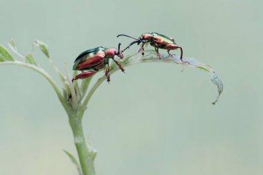 İki kurbağa bacağı böceği ıspanak yaprağı yiyor. Gökkuşağı renkleri gibi bu güzel renkli böceklerin bilimsel adı Sagra sp.