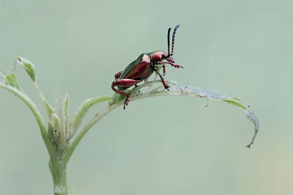 stock image A frog leg beetle is eating spinach leaves. These beautiful colored insects like rainbow colors have the scientific name Sagra sp.