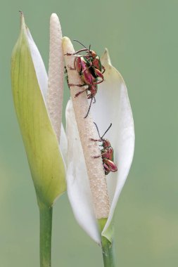Bir grup kurbağa bacağı böceği anturyum çiçeği yiyor. Gökkuşağı renkleri gibi bu güzel renkli böceklerin bilimsel adı Sagra sp.