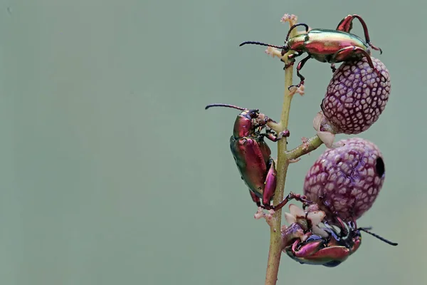Een Groep Kikkerpootkevers Foerageert Een Verzameling Wilde Plantenvruchten Deze Prachtige — Stockfoto