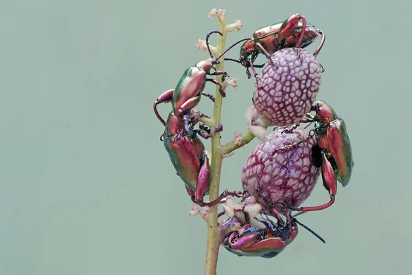 Skupina Žabích Stehýnek Hledá Potravu Sbírce Divokých Rostlinných Plodů Tyto — Stock fotografie