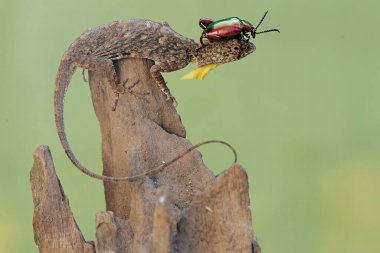 Uçan bir ejderha kurbağa bacağı böceğini avlıyor. Bu sürüngenin bilimsel adı Draco Volans. Doğal arkaplan ile seçmeli odak.
