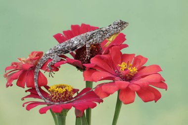 Uçan bir ejderha günlük aktivitelerine başlamadan önce güneşleniyor. Bu sürüngenin bilimsel adı Draco Volans. Doğal arkaplan ile seçmeli odak.
