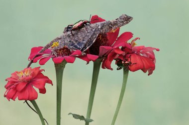 Uçan bir ejderha kurbağa bacağı böceğini avlıyor. Bu sürüngenin bilimsel adı Draco Volans. Doğal arkaplan ile seçmeli odak.