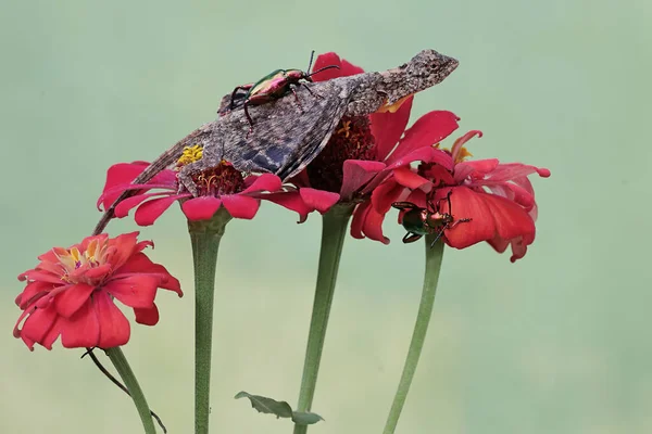 Dragón Volador Aprovecha Escarabajo Rana Pierna Este Reptil Tiene Nombre —  Fotos de Stock