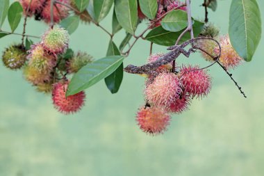 Uçan bir ejderha günlük aktivitelerine başlamadan önce güneşleniyor. Bu sürüngenin bilimsel adı Draco Volans. Doğal arkaplan ile seçmeli odak.