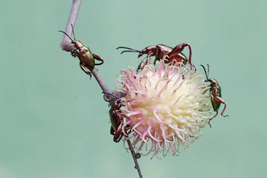 Bir grup kurbağa bacağı böceği yabani bitkilerin meyvelerini arıyor. Gökkuşağı renkleri gibi bu güzel renkli böceklerin bilimsel adı Sagra sp.