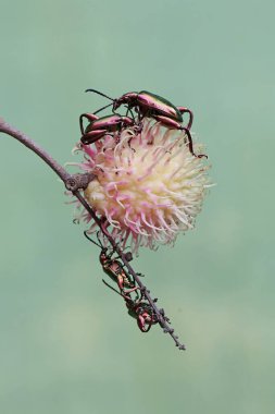Bir grup kurbağa bacağı böceği yabani bitkilerin meyvelerini arıyor. Gökkuşağı renkleri gibi bu güzel renkli böceklerin bilimsel adı Sagra sp.