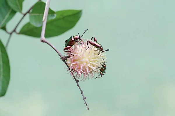 Skupina Žabích Stehýnek Hledá Potravu Plodech Divokých Rostlin Tyto Krásné — Stock fotografie
