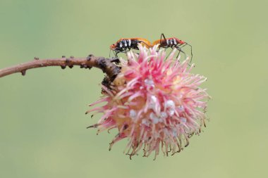 Bir çift süt çocuğu suikast böceği çiftleşiyor. Bu böceğin bilimsel adı Zelus longipes..