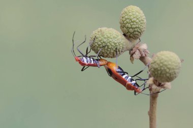 Bir çift süt çocuğu suikast böceği çiftleşiyor. Bu böceğin bilimsel adı Zelus longipes..